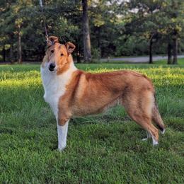 Boston - Collie