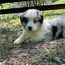 Paddy - Blue merle male Australian Shepherd puppy in Celina, Tennessee from CumberlandRidge Australian Shepherds