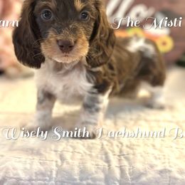 Kamilla - Chocolate and tan female Dachshund puppy in Hensley, Arkansas from The Dachshund Barn