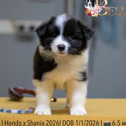 Girl 5 - Black and white female Border Collie puppy in Bryantown, Maryland from Bellaclan Border Collies