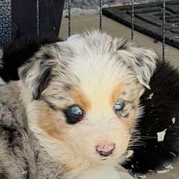 Girl 1 - Blue merle female Australian Shepherd puppy in Phoenix, Arizona from Heartfire Aussies