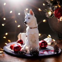 Siberian Husky Puppies from Royal Siberian AKC Huskies