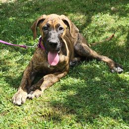 9 - Brindle Great Dane puppy in Columbia Stat, Ohio from Rocky Road Chocolate Danes