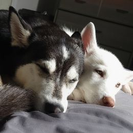 Siberian Huskies from Jessica's Siberian Huskies