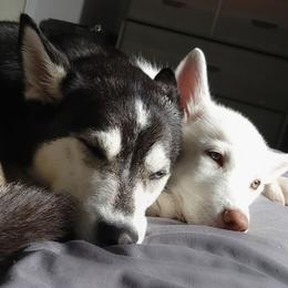 Siberian Huskies from Jessica's Siberian Huskies