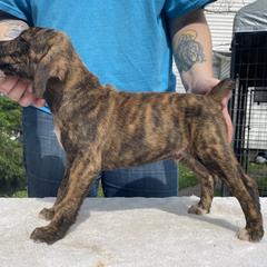 Mountain Cur Puppies from Walnut Ridge Mountain Curs