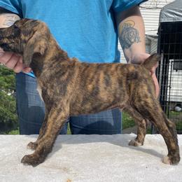 Mountain Cur Puppies from Walnut Ridge Mountain Curs