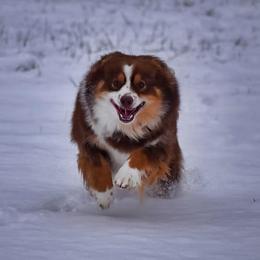 Rhetta - Miniature Australian Shepherd