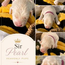 Sir Pearl - Cream male Goldendoodle puppy in Duluth, Minnesota from heavenly Pups kennel