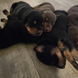 Aurora - Black and rust female Doberman Pinscher puppy in Biglerville, Pennsylvania from Saxbell Dobermans