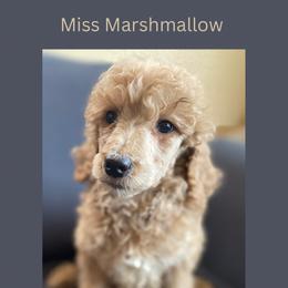Marshmallow - Apricot Poodle puppy in Minnesota from Ferndale Family Pups