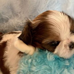 Wyatt - Gold and white male Shih Tzu puppy in Silver Lake, Oregon from Bling Shih Tzu