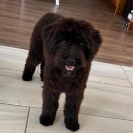 Sam Worthington - Black and white male Aussiedoodle puppy in Payson, Utah from Country Sky Doodles