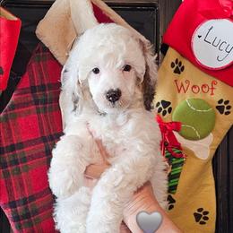 Remie - Parti male Poodle puppy in Casa Grande, Arizona from Arizona's Once Upon A Boston and Poodle ❤️