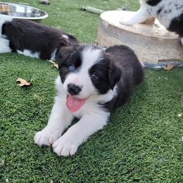 Spear - Black and white male Border Collie puppy in Morgan, Texas from Shooting Star Ranch
