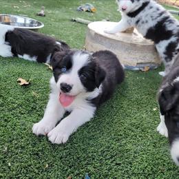 Spear - Black and white male Border Collie puppy in Morgan, Texas from Shooting Star Ranch