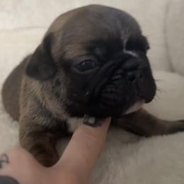 Alan - Fawn male French Bulldog puppy in Warm Springs, Arkansas from Seven Hills Arkansas