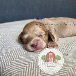 Dachshund puppies from Dogwood Acre Dachshunds