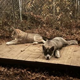 Siberian Husky Puppies from WILLIAM HUNDLEY