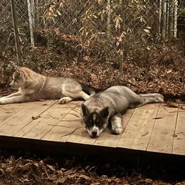 Siberian Husky Puppies from WILLIAM HUNDLEY