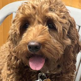 Cora - Australian Labradoodle