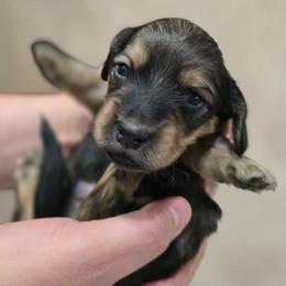Trey - Cream male Dachshund puppy in Oklahoma City, Oklahoma from OkieDoxieland Dachshunds