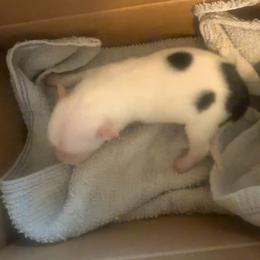 Female Piebald puppy - Black and white female Border Collie puppy in Lebanon, Oregon from Cahill’s Canines