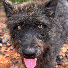 Luna - Silver brindle female Dutch Shepherd puppy in Ellijay, Georgia from Serva Kennel