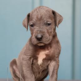 Tilly - Blue female Great Dane puppy in Denison, Texas from Hundeity Great Danes