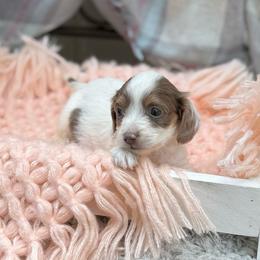 Izzy - Piebald female Dachshund puppy in Decatur, Mississippi from KP Dachshunds