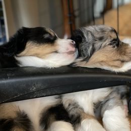 Miniature American Shepherd Puppies from Stones River Miniature American Shepherds