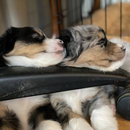 Miniature American Shepherd Puppies from Stones River Miniature American Shepherds