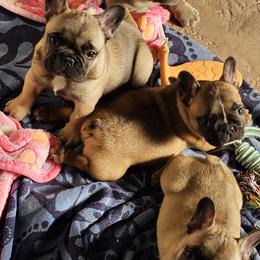 French Bulldog Puppies from Simply Kind Frenchies