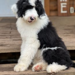 Blake- Red male Collar - Black and white Sheepadoodle puppy in Eleva, Wisconsin from Molly’s Doodles
