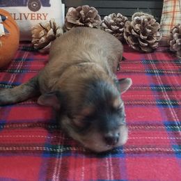 Maltese, Maltipoos, and Poodles from Mias Bayou Puppies, LLC