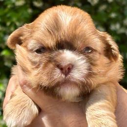 CKC Jamie - Chocolate and tan female Shih Tzu puppy in Skipperville, Alabama from Nay Nay’s Babies