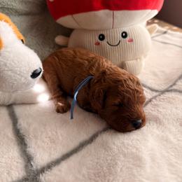 Arlo- Red Akc Mini poodle - Red  male Poodle puppy in Blaine, Washington from Midwest Miniature Poodles