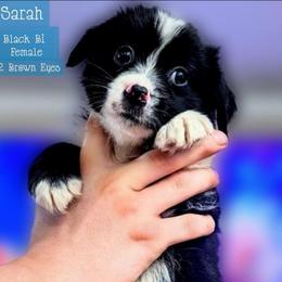 Sarah - Black & white female Miniature Australian Shepherd puppy in Punta Gorda, Florida from Christie's Creekside Aussies
