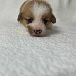 Tilly - Red female Pembroke Welsh Corgi puppy in Ocala, Florida from Osborne Corgis