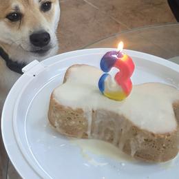 Shiba Inu from Priscilla Soares
