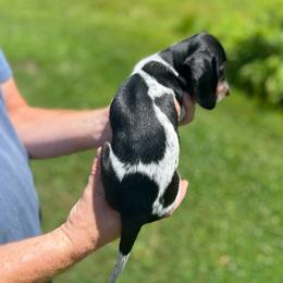 Zara - Piebald female Dachshund puppy in Milroy, Pennsylvania from Not Your Average Weiner