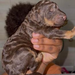 Vega - Phantom female Poodle puppy in Corona, California from Garden Of Poodles