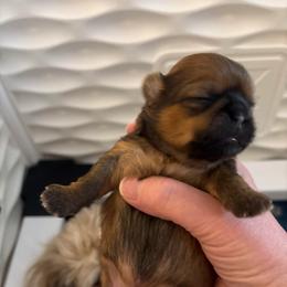 Michelle - Red female Shih Tzu puppy in Springboro, Ohio from Shih Tzus of Springboro LLC.