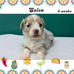 Salsa - Blue merle and white female American Corgi puppy in Mansfield, Ohio from Moonrise corgis