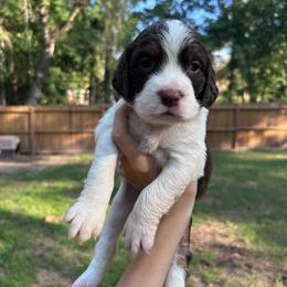 Girl 4 dark purple - Liver and white female English Springer Spaniel puppy in Lufkin, Texas from Shifletknight Springer Spaniels