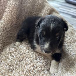 Tri Male 3 - Black white and tan male Shetland Sheepdog puppy in Shirley, Arkansas from Lucky Pups