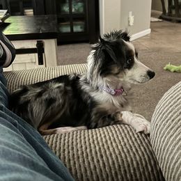 Trixie - Miniature Australian Shepherd