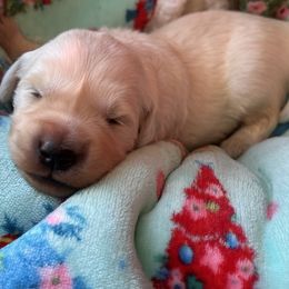 Girl 2 - Golden Retriever puppy in Ocala, Florida from Rosebud Goldens