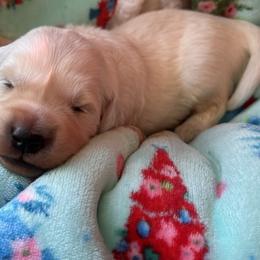 Girl 2 - Golden Retriever puppy in Ocala, Florida from Rosebud Goldens