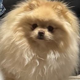 Taffy - Pomeranian